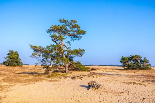 Güneşli bir gökyüzü altında kum tepeleri, Hollanda, Heather manzaralı ulusal park Hoge Veluwe
