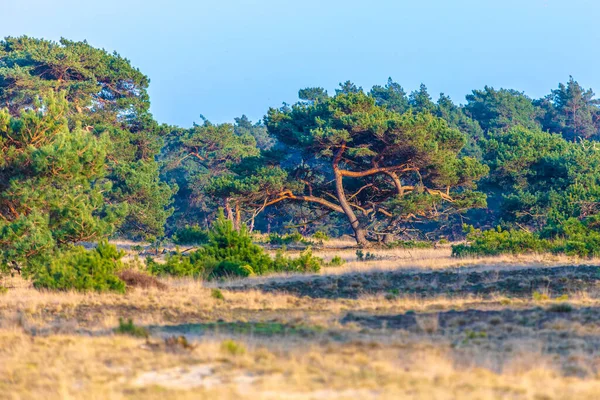 Renkli bozkır manzarası, Ulusal Park Hoge Veluwe Holland İlkbaharda