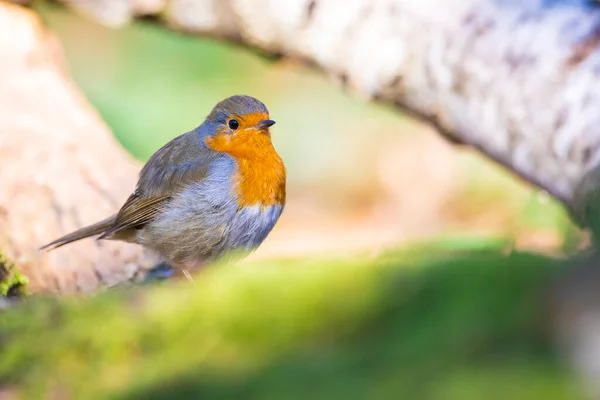 Ευρωπαίος Robin Erithacus Rubecula Σκαρφαλωμένο Στο Ηλιακό Φως Κατά Την — Φωτογραφία Αρχείου