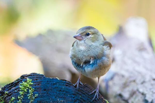 Fringilla Coelebs, bir ağaca tünemiş dişi papatya ağacına yakın.