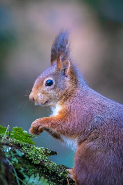 Perto Esquilo Vermelho Eurasiano Sciurus Vulgaris Comer Nozes Numa Floresta — Fotografia de Stock