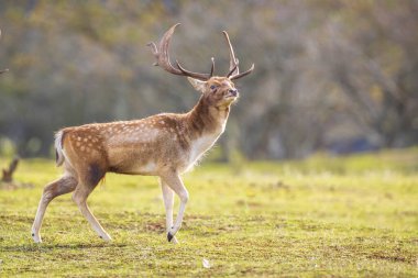 Çiftleşme mevsiminde Fallow deer Dama Dama erkek geyiği. Sonbahar güneşi ve doğa renkleri arka planda açıkça görülebilir..