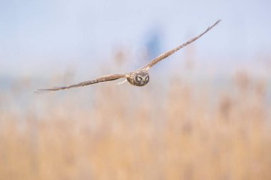 Dişi Hen harrier, Circus siyaneus, ya da kuzey harrier soğuk bir kış boyunca çayırda avlanıyor.