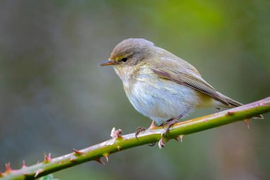 Söğüt bülbülü Phylloscopus trochilus 'un yakın çekimi, güzel bir yaz akşamında yeşil, canlı bir arka planda yumuşak bir ışık ile şarkı söylüyor..