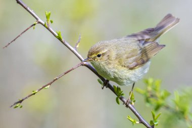 Yaygın bir chiffchaff kuşunun yakın çekimi Phylloscopus collybita, güzel bir yaz akşamında yeşil, canlı bir arka planda yumuşak bir ışık ile şarkı söylüyor..