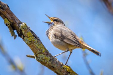 Mavi boğazlı erkek kuş Luscinia svecica siyanecula üreme mevsiminde dişiyi cezbetmek için şarkı söylüyor.