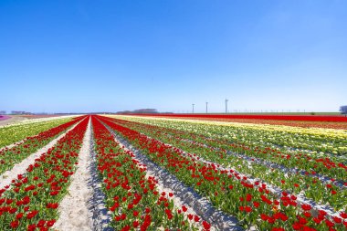Mavi gökyüzünün altında çiçek açan renkli Hollanda kırmızı laleleri. Zeeland, Hollanda.