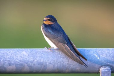 Bir Ahır Kırlangıcı, Hirundo rustica, dikenli tellerde avlandıktan sonra dinleniyor. Dünyada en yaygın kırlangıç türüdür ve Estonya 'nın ulusal kuşudur..