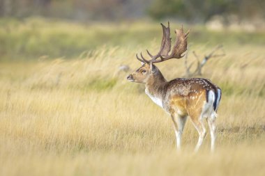 Çiftleşme mevsiminde büyük boynuzları olan Fallow deer Dama Dama erkek geyiği. Sonbahar güneşi ve doğa renkleri arka planda açıkça görülebilir..