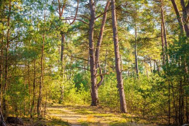 Hollanda 'nın başkenti Hoge Veluwe' de güzel bir ormanda güneş ışığı.