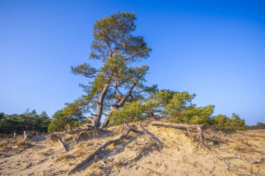 Güneşli bir gökyüzü altında kum tepeleri, Hollanda, Heather manzaralı ulusal park Hoge Veluwe