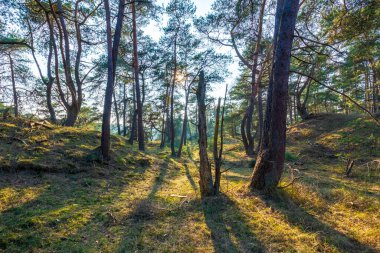 Hollanda 'nın başkenti Hoge Veluwe' de güzel bir ormanda güneş ışığı.