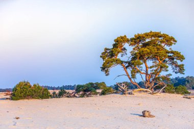 Güneşli bir gökyüzü altında kum tepeleri, Hollanda, Heather manzaralı ulusal park Hoge Veluwe