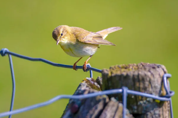 Primer Plano Pájaro Curruca Sauce Phylloscopus Trochilus Cantando Una Hermosa — Foto de Stock