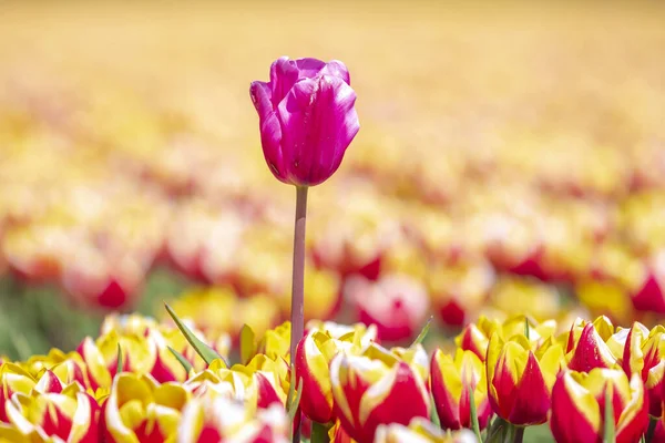 Bloeiende Kleurrijke Nederlandse Gele Rode Tulpen Bloeien Veld Onder Een — Stockfoto