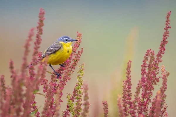 Closeup Male Western Yellow Wagtail Bird Motacilla Flava Singing Vegetation — Stock Photo, Image