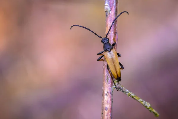 Κοκκινο Καφέ Longhorn Beetle Stittoleptura Rubra Σέρνεται Ένα Κλαδί — Φωτογραφία Αρχείου