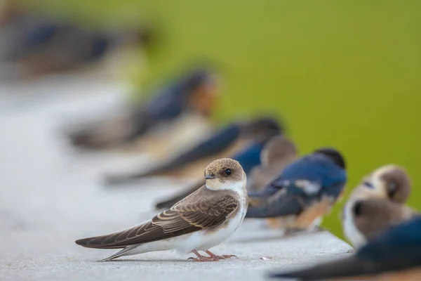 Sand Martin Riparia Riparia Also Known Bank Swallow Perched — Φωτογραφία Αρχείου