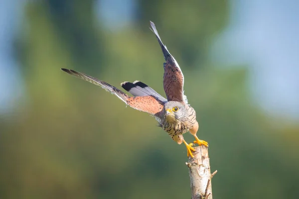 Closeup Portrait Male Common Kestrel Falco Tinnunculus Resting Branch Tree — Fotografia de Stock