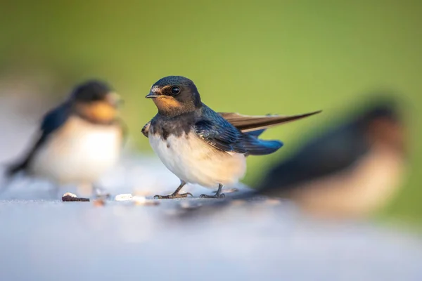 Nahaufnahme Einer Scheunenschwalbe Hirundo Rustica Beim Ausruhen Dies Ist Die — Stockfoto