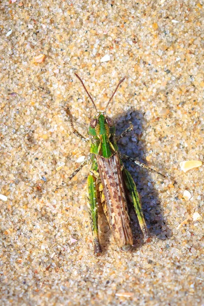 Zbliżenie Konika Polnego Myrmeleotettix Maculatus Spoczywającego Piasku — Zdjęcie stockowe