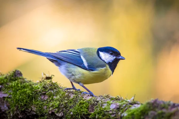 Närbild Porträtt Fågel Talgoxe Parus Major Uppflugen Trä Starkt Solljus — Stockfoto