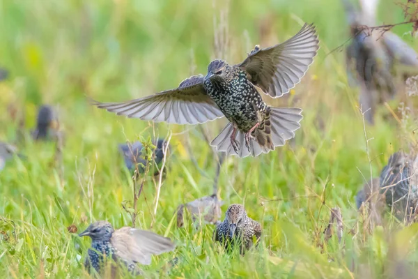 Flock Common Starling Birds Sturnus Vulgaris Migration Flight Meadow — Stock Photo, Image