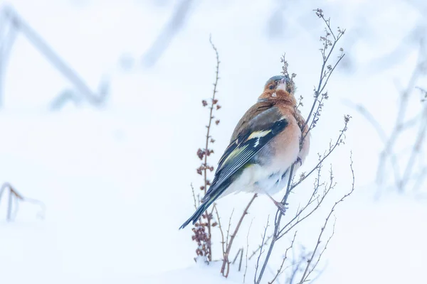 Detailní Záběr Mužské Pěnkavy Krajkové Kostky Hledání Sněhu Krásné Studené — Stock fotografie