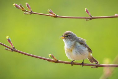 Yaygın bir chiffchaff kuşunun yakın çekimi Phylloscopus collybita, güzel bir yaz akşamında yeşil, canlı bir arka planda yumuşak bir ışık ile şarkı söylüyor..