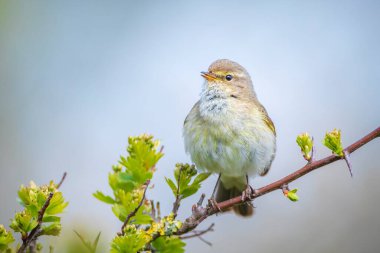 Yaygın bir chiffchaff kuşunun yakın çekimi Phylloscopus collybita, güzel bir yaz akşamında yeşil, canlı bir arka planda yumuşak bir ışık ile şarkı söylüyor..