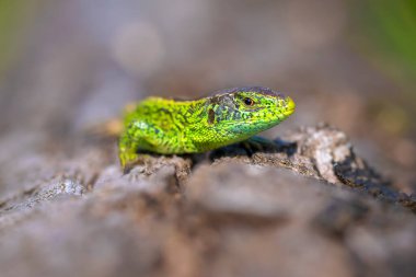 Kum kertenkelesi, Lacerta agilis, yeşil erkek. Güneşin altında ısınıyor, ormandaki ağaçların üzerinde dinleniyor.