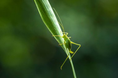 Leptophyes punctatissima, benekli bir çalı-cırcır böceği yakın plan