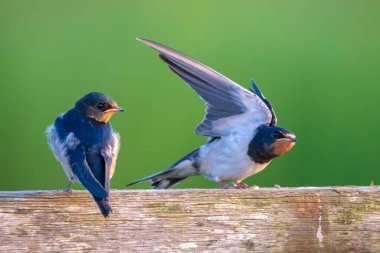 Bir Ahır Kırlangıcı, Hirundo rustica, dikenli tellerde avlandıktan sonra dinleniyor. Dünyada en yaygın kırlangıç türüdür ve Estonya 'nın ulusal kuşudur..