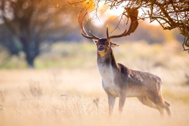 Çiftleşme mevsiminde büyük boynuzları olan Fallow deer Dama Dama erkek geyiği. Sonbahar güneşi ve doğa renkleri arka planda açıkça görülebilir..