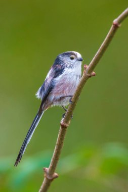 Bir uzun kuyruklu baştankara veya bushtit, uzun kuyruklu Bayağı uzunkuyruk, bir ormanda yiyecek arama sırasında sonbahar kuş closeup. Kısa, güdük bill ve çok uzun, dar bir kuyruklu küçük bir yuvarlak gövdeli baştankara.