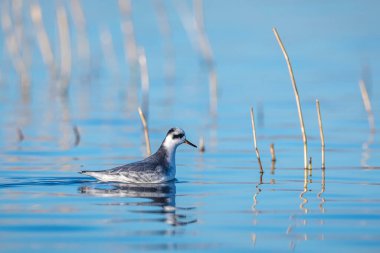 Kış tüyleri ararken kırmızı bir falaropus fulicaria 'ya yakın çekim.