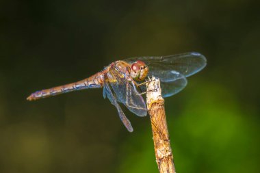 Sıradan bir Darter, Sympetrum striolatum, kanatları açık bir erkek kanatlarını kurutuyor, sıcak güneş ışığında.