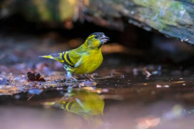Avrasyalı deri, Spinus spinus, karanlık bir ormandaki bir ağacın dalına tünemişti. Ve bir su birikintisinden içerler.