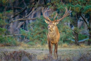 Kızıl geyik erkek, servus elaphus, çiftleşme mevsiminde mor fundaların açtığı bir ormanın yakınındaki bir tarlada çiftleşiyor. Ulusal parc de Hoge Veluwe