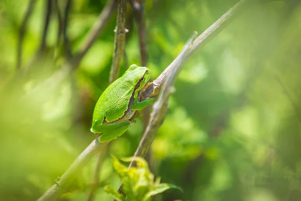 Closeup Small European Tree Frog Hyla Arborea Rana Arborea Resting — Stock Photo, Image