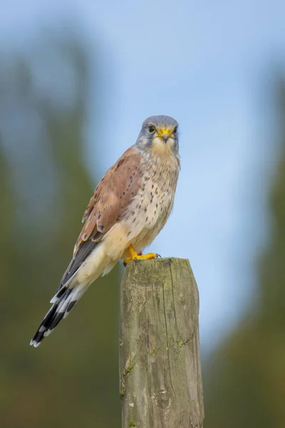 Nahaufnahme Porträt Eines Turmfalkenmännchens Falco Tinnunculus Hockt Und Frisst Eine — Stockfoto