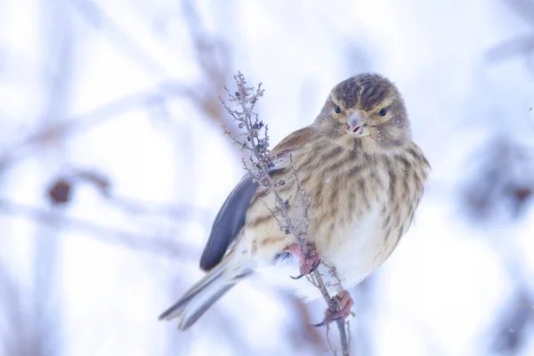 Closeup Common Reed Bunting Emberiza Schoeniclus Foraging Snow Beautiful Cold — Stock Photo, Image
