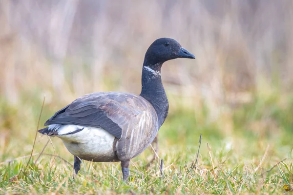 Brant Brent Goose Branta Bernicla Foraging Meadow Low Point View — Stock Photo, Image