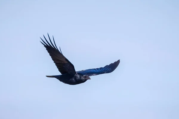 Großaufnahme Einer Aaskrähe Corvus Corone Schwarzer Vogel Flug — Stockfoto