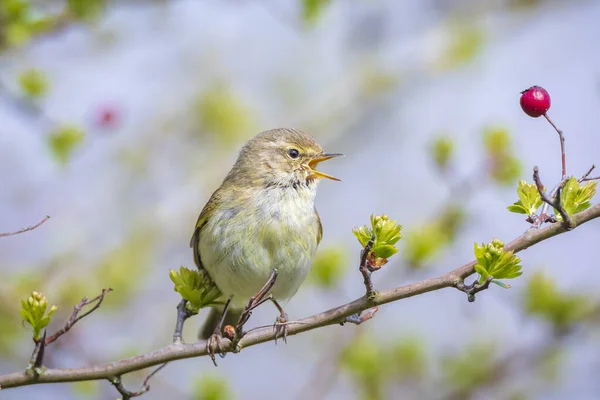 共通の鳥のクローズアップPhylloscopus Colbyita緑の活気のある背景に柔らかいバックライトで美しい夏の夜に歌います — ストック写真