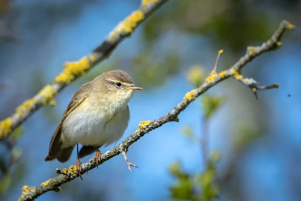 Κοντινό Πλάνο Του Willow Warbler Bird Phylloscopus Trochilus Τραγουδώντας Ένα — Φωτογραφία Αρχείου