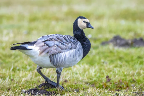 Close Barnacle Goose Branta Leucopsis Walking Foraging Meadow Sunny Day — Stock Photo, Image