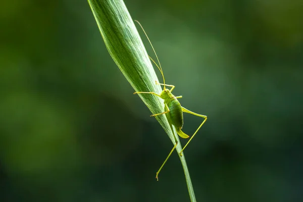 Zbliżenie Peckled Bush Cricket Leptophyes Punctatissima — Zdjęcie stockowe