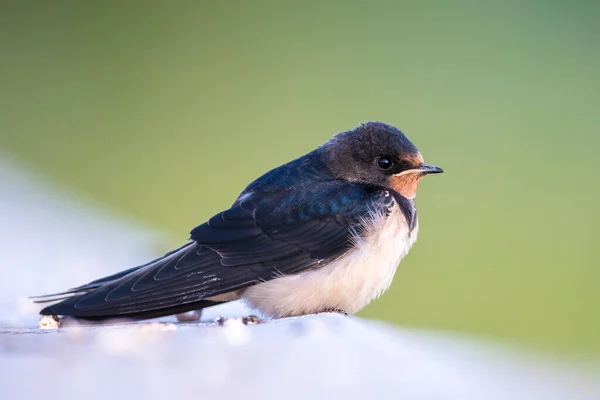 Nahaufnahme Einer Scheunenschwalbe Hirundo Rustica Beim Ausruhen Dies Ist Die — Stockfoto