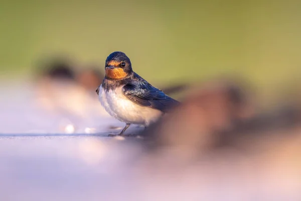 Zbliżenie Stodoły Połknij Hirundo Rustica Odpoczynku Jest Najbardziej Rozpowszechniony Gatunek — Zdjęcie stockowe